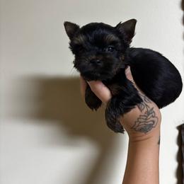 Blue Boy - Black and tan male Yorkshire Terrier puppy in Cornelia, Georgia from Kruz Kennels
