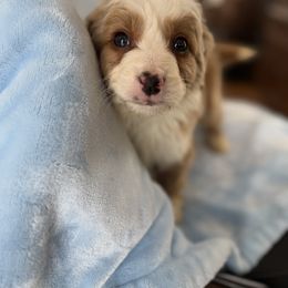 Rufus - Brown and white male Aussiedoodle puppy in Lowville, New York from Adirondack Labradoodles