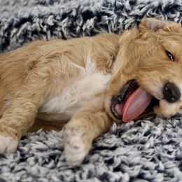 Bernedoodle, Goldendoodle, and Poodle Puppies from Raintree Standard Poodles & Mini Doodles