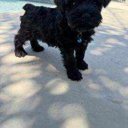 Rowan - Black male Miniature Schnauzer puppy in Lake Elsinore, California from Ironwood Schnauzers
