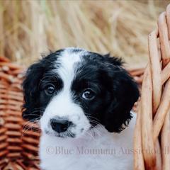 Aussiedoodle Puppies from Blue Mountain Aussiedoodles