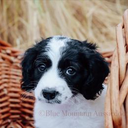 Aussiedoodle Puppies from Blue Mountain Aussiedoodles