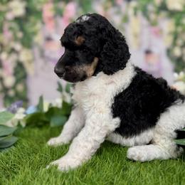 Gentle Breeze (Bree) - Phantom female Poodle puppy in Middlebourne, West Virginia from El Silencio Standard Poodles