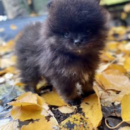 Pomeranian Puppies from TiaZ Poms