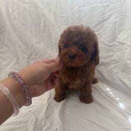 Cherry(AKC) - Red  female Poodle puppy in Moreno Valley, California from Yanni's Poodle