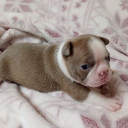 Waffles - Seal and white female Boston Terrier puppy in Corning, California from SB Bostons