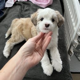 Chinese Crested Puppies from Rose’s Chinese Cresteds