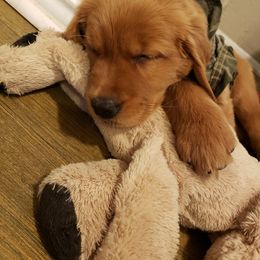 Golden Retriever Puppies from Carmel Bliss Golden Retrievers LLC