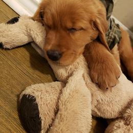 Golden Retriever Puppies from Carmel Bliss Golden Retrievers LLC