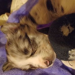 Australian Shepherd and Miniature Australian Shepherd Puppies from Double Moon