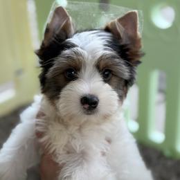 Chase 1,200 - Parti male Yorkshire Terrier puppy in Hardin, Texas from Katrinas puppies