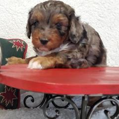 Aussiedoodle and Poodle Puppies from Simply Grace Mini Aussiedoodles
