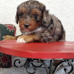 Aussiedoodle and Poodle Puppies from Simply Grace Mini Aussiedoodles