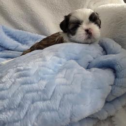 Oscar - Red and white male Shih Tzu puppy in Buffalo, New York from Shih Tzu's by Jen