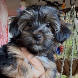 Green - Black and tan male Yorkshire Terrier puppy in South Lake Tahoe, California from Sierra Nevada Yorkies