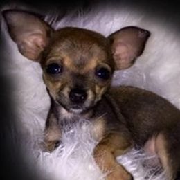 Chihuahuas, Pomeranians, and Yorkshire Terriers from Pampered Pups Kennel