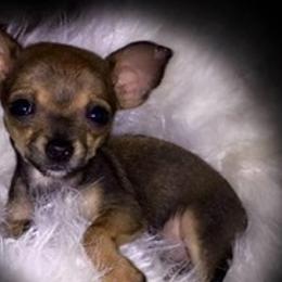 Chihuahuas, Pomeranians, and Yorkshire Terriers from Pampered Pups Kennel