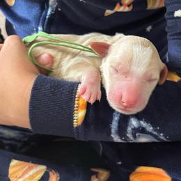 Marlin - Yellow and white male Bernedoodle puppy in Sparrows Point, Maryland from Rosie’s Puppies