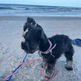 Daisy - Salt and pepper female Miniature Schnauzer puppy in Anthony, Florida from Amanda Tragash