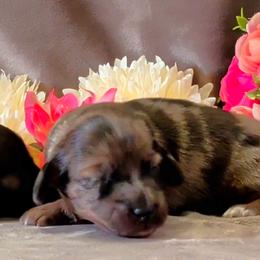 Girl 1 - Dapple female Dachshund puppy in Mt. Sterling, Illinois from Doxie Do's