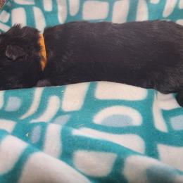 Orange Collar Male - Black male German Shepherd puppy in Cadet, Missouri from Working Valley Shepherds