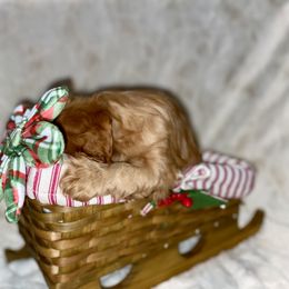 Cavalier King Charles Spaniel Puppies from Cassie’s Cavaliers