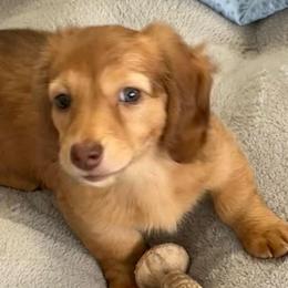 Kelly - Red female Dachshund puppy in Commerce, Texas from Devoted Doxies Cream Dachshund