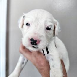Black - White and black male Dalmatian puppy in Gray, Georgia from Fuller Spots