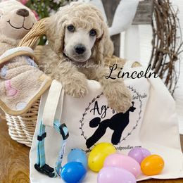 Poodle Puppies from Agape Standard Poodles