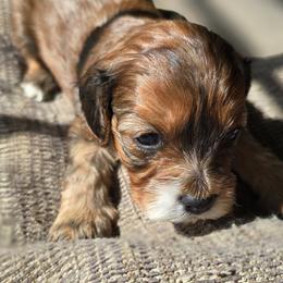 Cavapoo Puppies from Cavapoo Cuddles