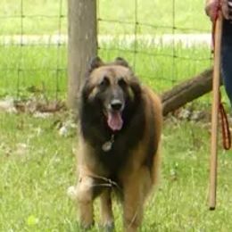 Belgian Tervuren from Bab Hanna