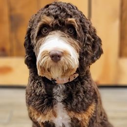 Harley - Bernedoodle