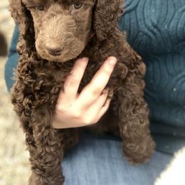 Poodle Puppies from MizzElle’s Standard Poodles