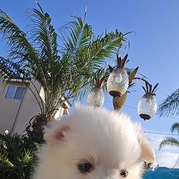 Girl 1 - female Pomeranian puppy in San Diego, California from Socalpoms