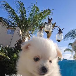 Girl 1 - female Pomeranian puppy in San Diego, California from Socalpoms