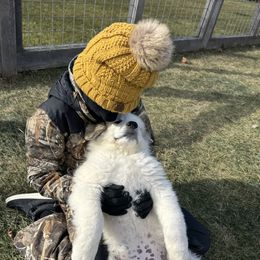 Rambo - White and badger male Great Pyrenees puppy in Sapphire, North Carolina from Sapphire Valley Great Pyrenees