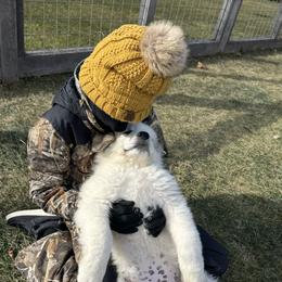 Rambo - White and badger male Great Pyrenees puppy in Sapphire, North Carolina from Sapphire Valley Great Pyrenees
