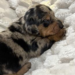 Black and tan dapple boy 3 - Dapple male Dachshund puppy in Defuniak Springs, Florida from Anastasia Knight's Cocker Spaniels