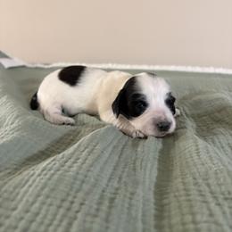 Summer - Piebald female Dachshund puppy in Athens, Alabama from 4 Moore Ranch