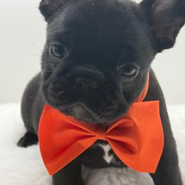 Jackson - Brindle male French Bulldog puppy in Largo, Florida from Big Daddy Frenchies