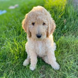 Bernedoodle Puppies from Bruce and Emma Doodles
