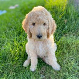 Bernedoodle Puppies from Bruce and Emma Doodles