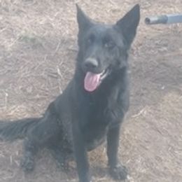 Dakota - German Shepherd