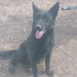 Dakota - German Shepherd
