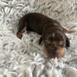 Girl 1 - Dapple female Dachshund puppy in Hindsville, Arkansas from Okie Dokie Doxie