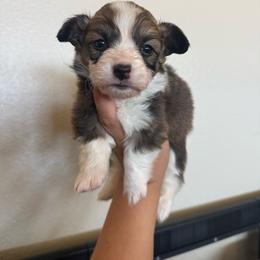 Bell - White and red female Pembroke Welsh Corgi puppy in Red Bluff, California from Wilder Ranch Corgis