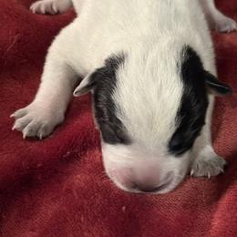 KM2 - Blue speckled male Australian Cattle Dog puppy in Libby, Montana from RnB Cattle Dogs LLC