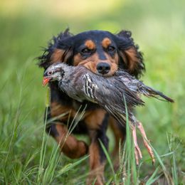 English Cocker Spaniel All Grown Up from SunSage Sporting Dogs