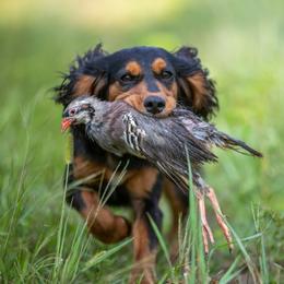 English Cocker Spaniel All Grown Up from SunSage Sporting Dogs