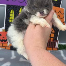 Ivy - Blue female Pomeranian puppy in Newark, Ohio from Keeperofstars Pomeranians